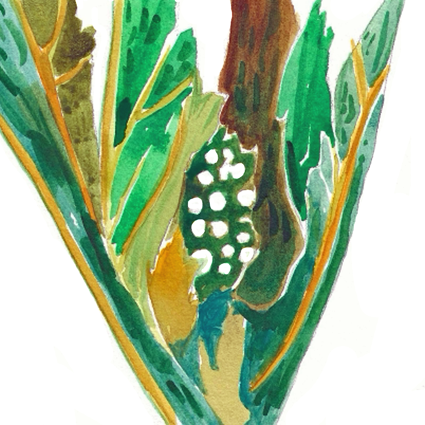Green Comet Milkweed, 5" x 5"