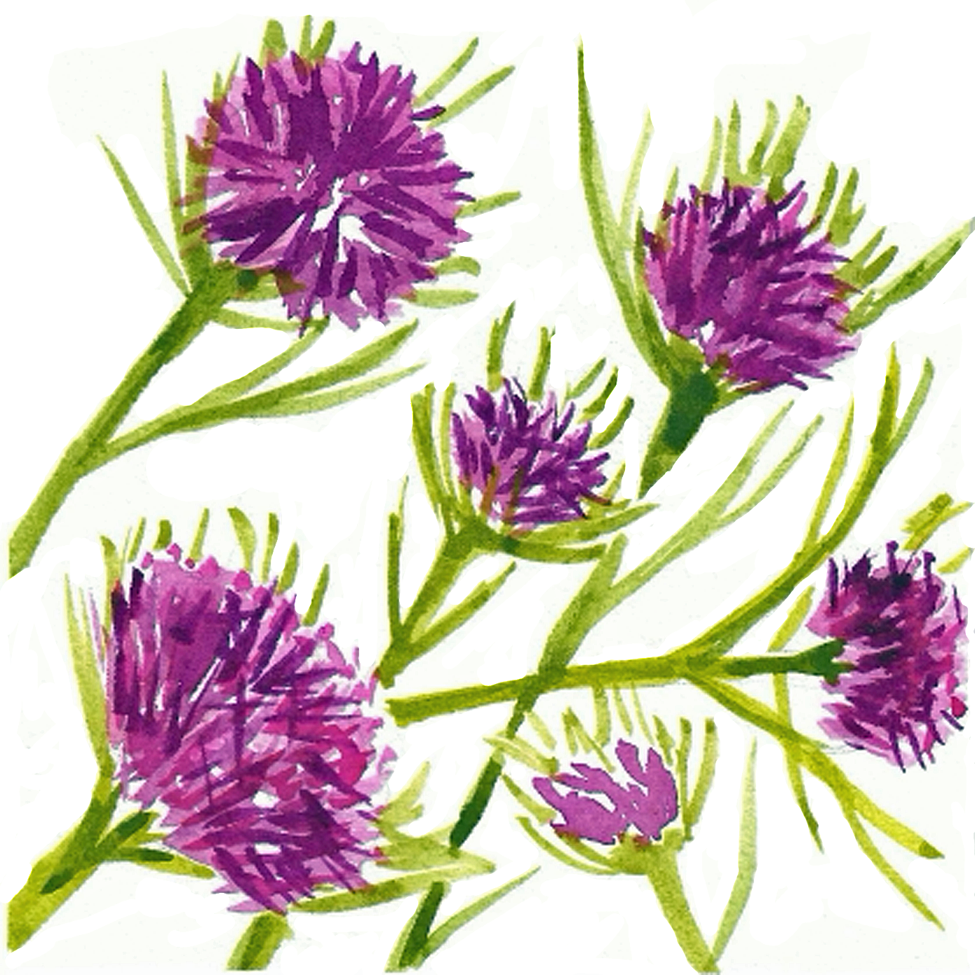 Arkansas Ironweed, 5" x 5"