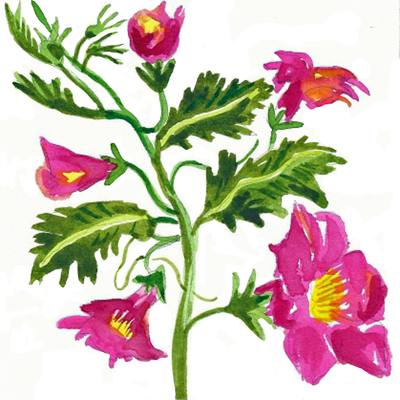 Chinese Foxglove, 5" x 5"