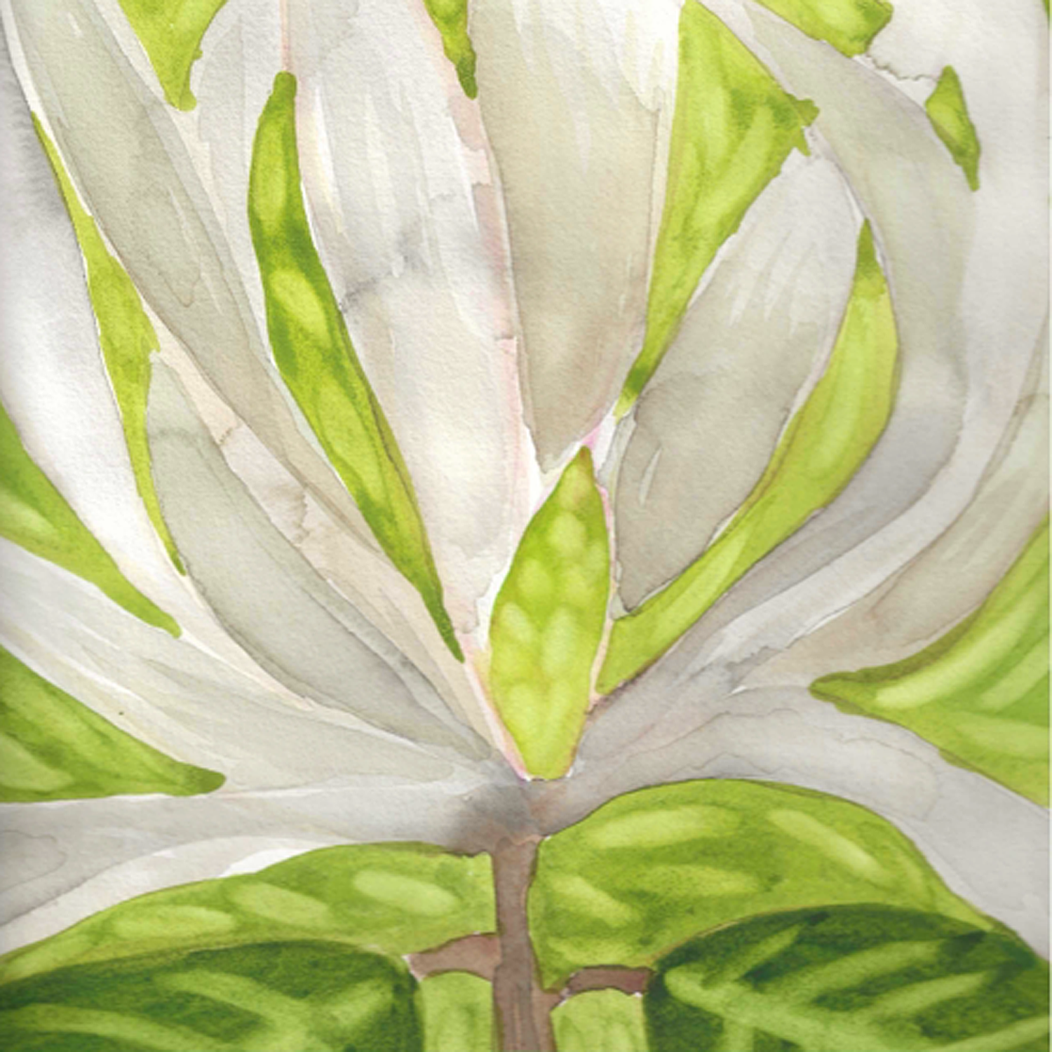White Magnolia, 5 x 5"