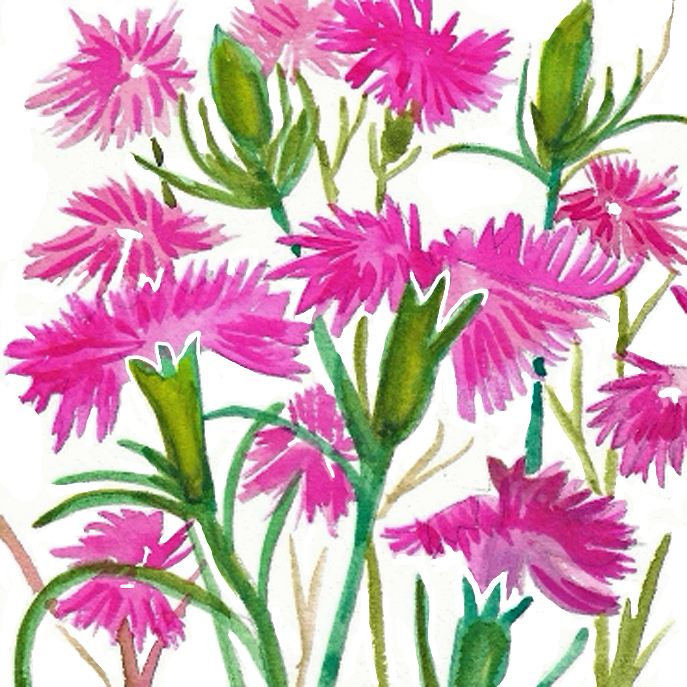 Dianthus, 5" x 5"