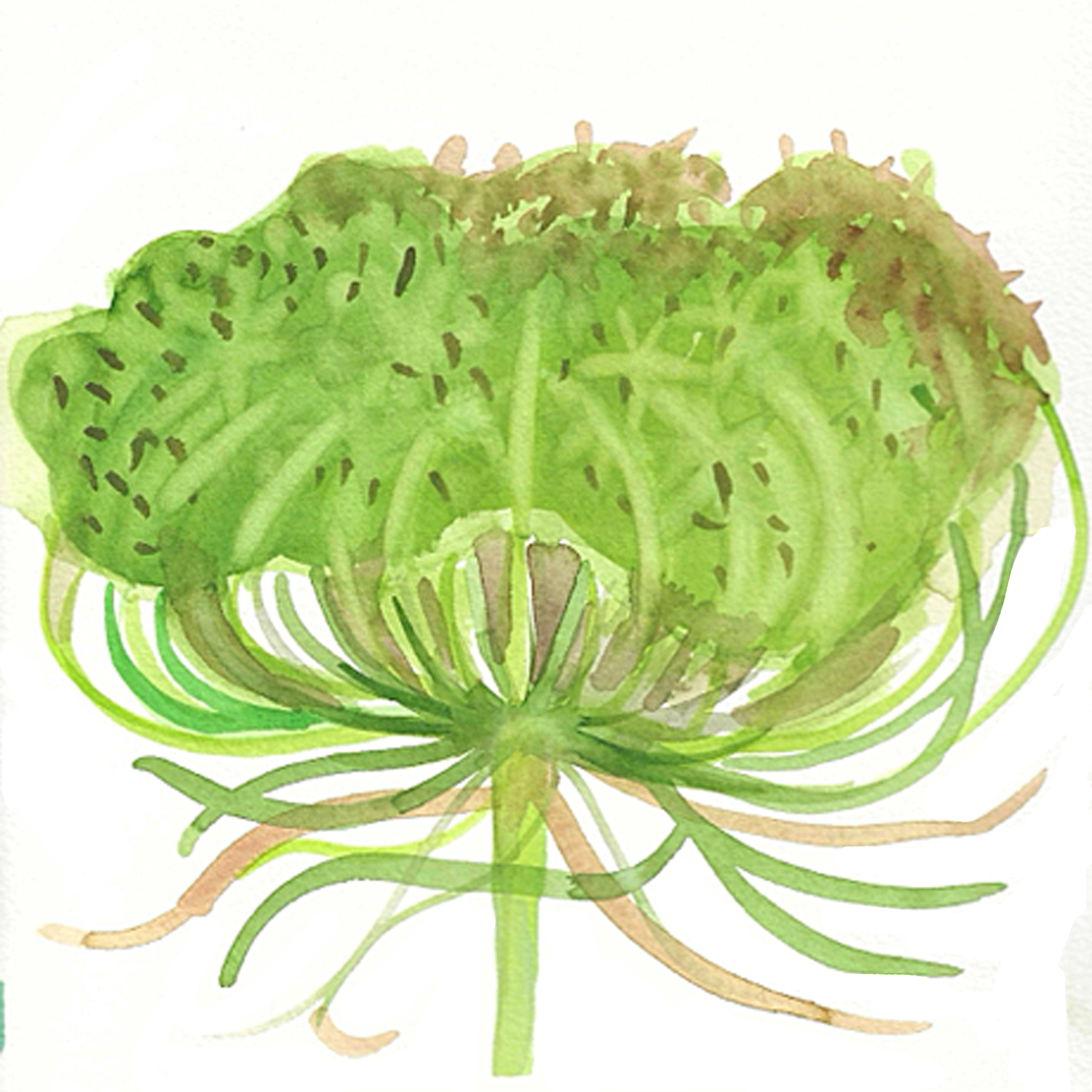 Queen Anne's Lace No. 2, 5 x 5"