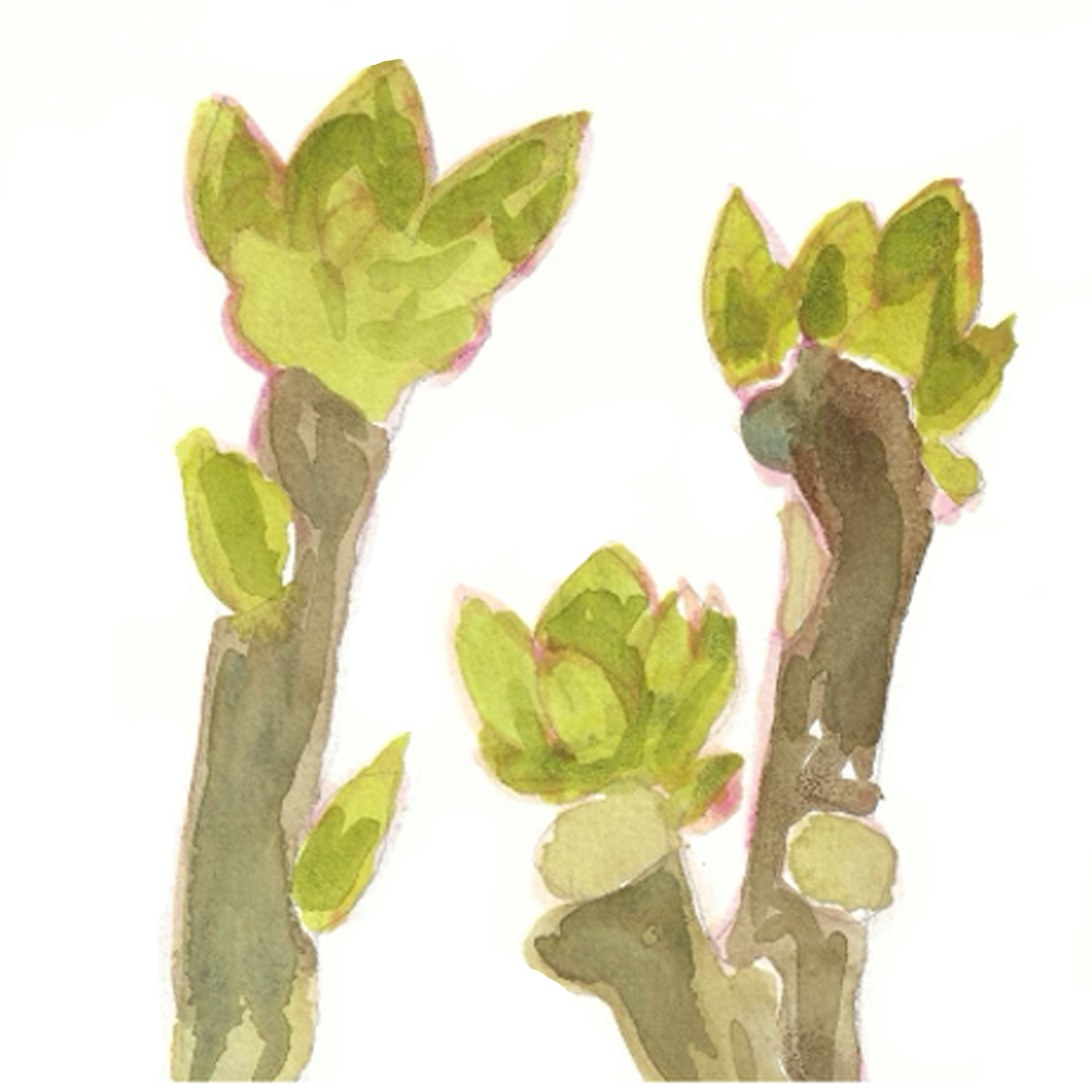 Beech Twig, 5 x 5"
