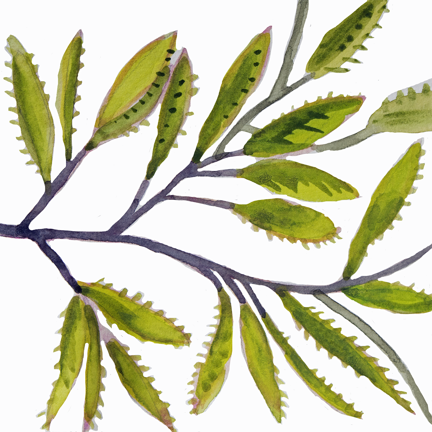 Hickory Leaves, 5 x 5"