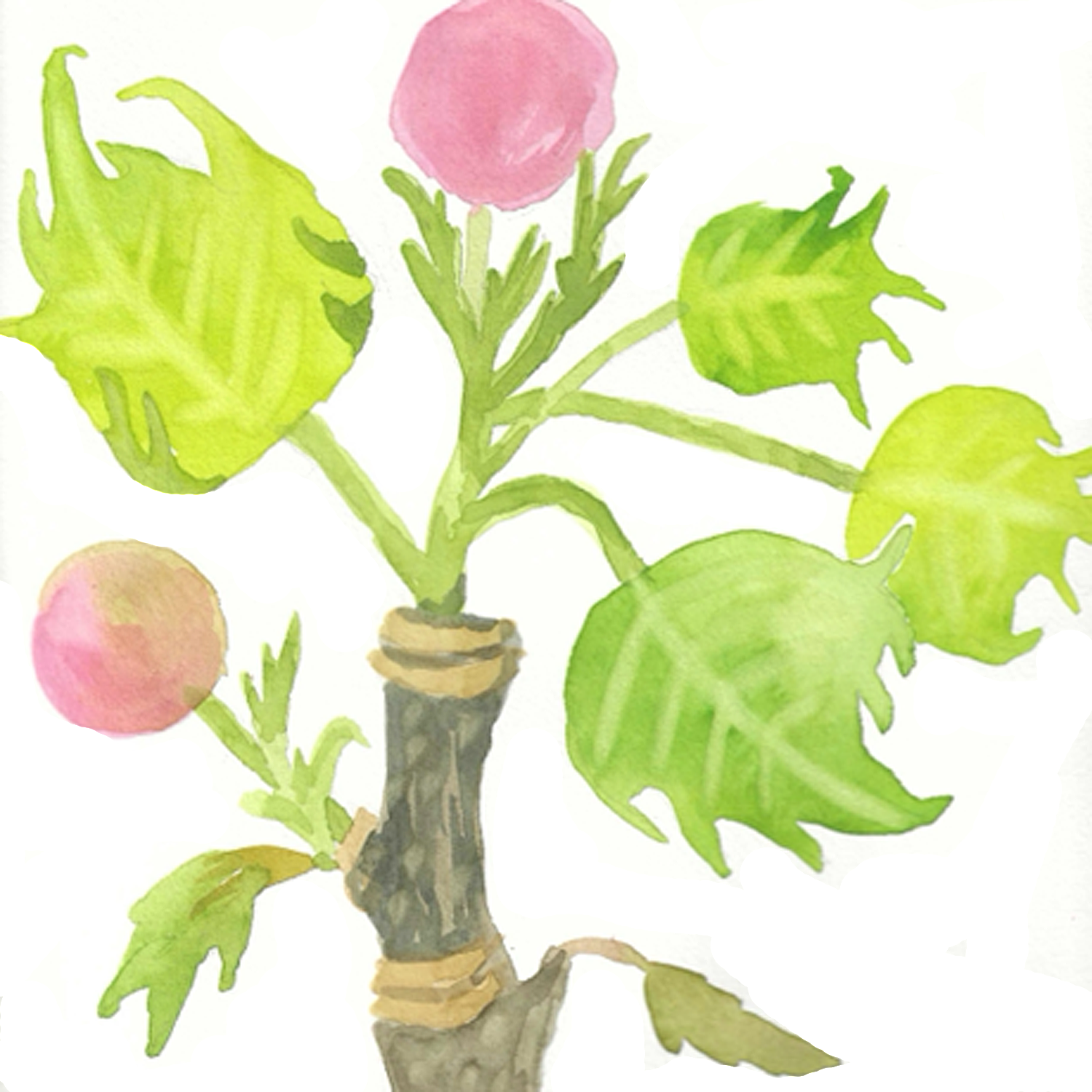Two Sycamore Buds, 5 x 5"