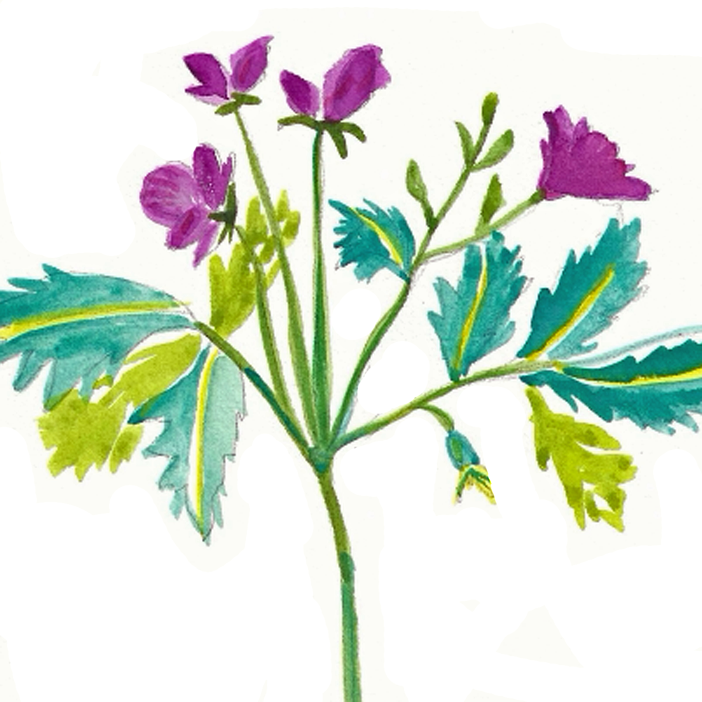 wild geranium.png