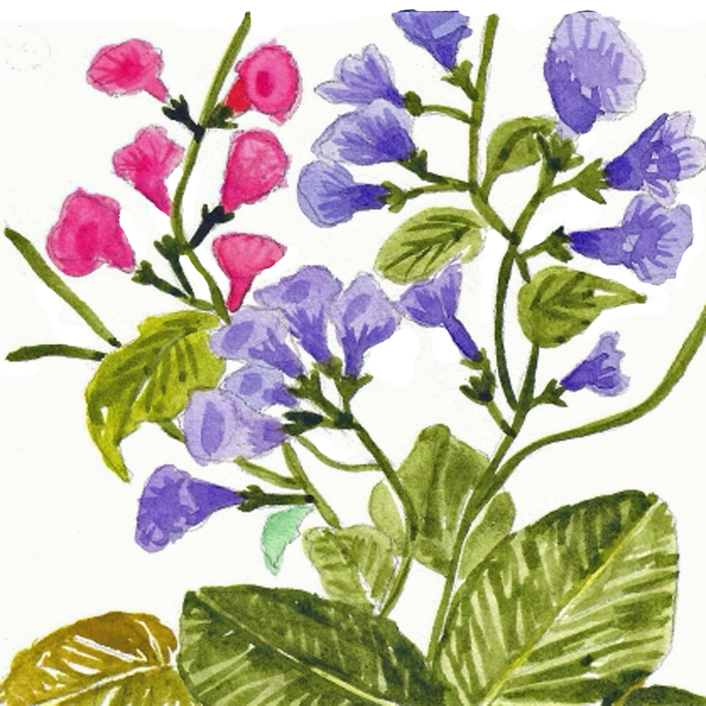 Virginia Bluebells, 5" x 5"