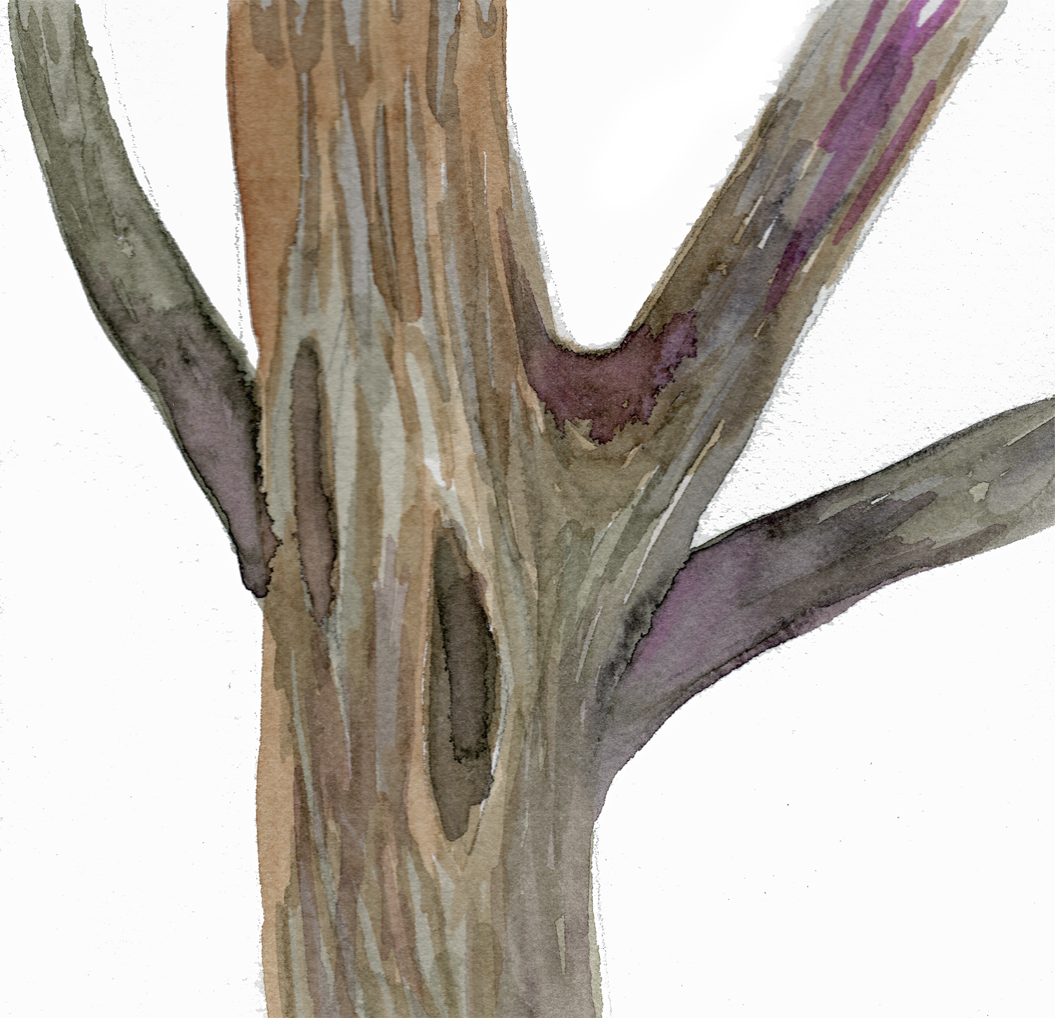 Tree Bark, 5 x 5"