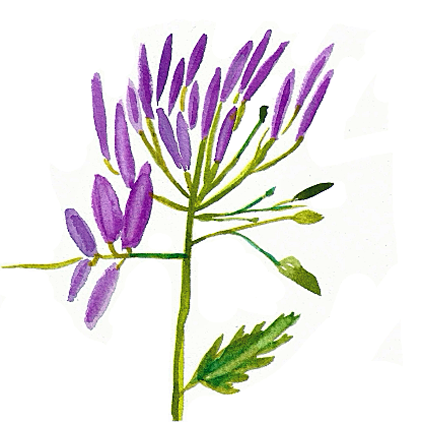 Spider Flower, 5" x 5"