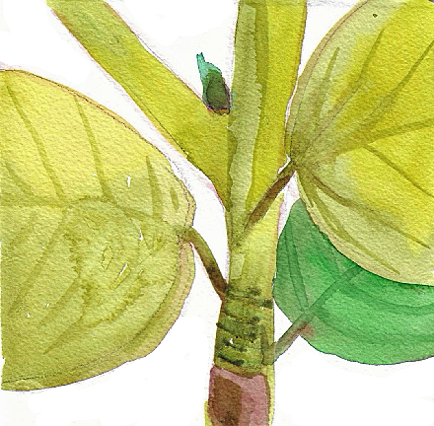 Beech Seed, 5 x 5"