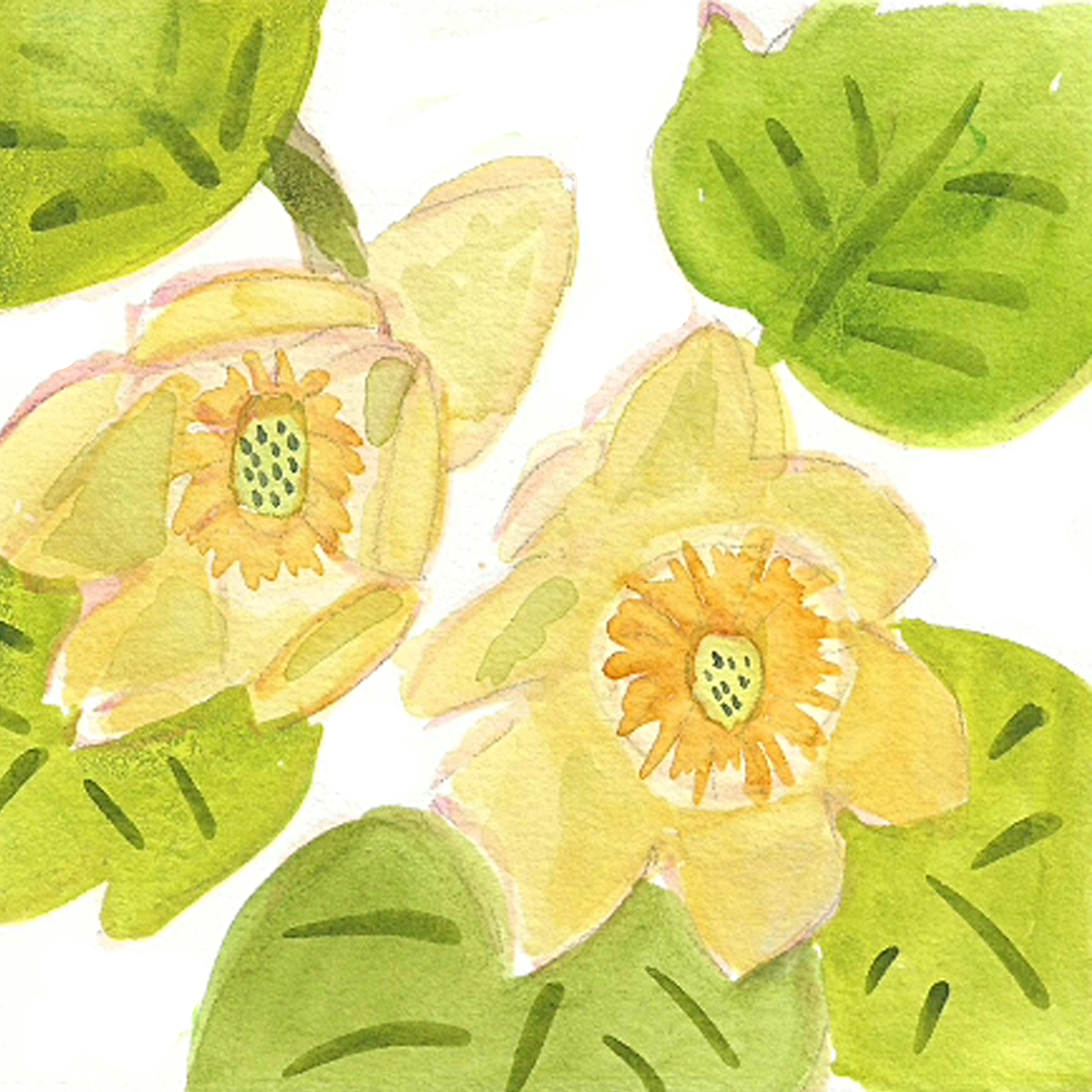 Two Tulip Poplar Blooms No. 2, 5 x 5"