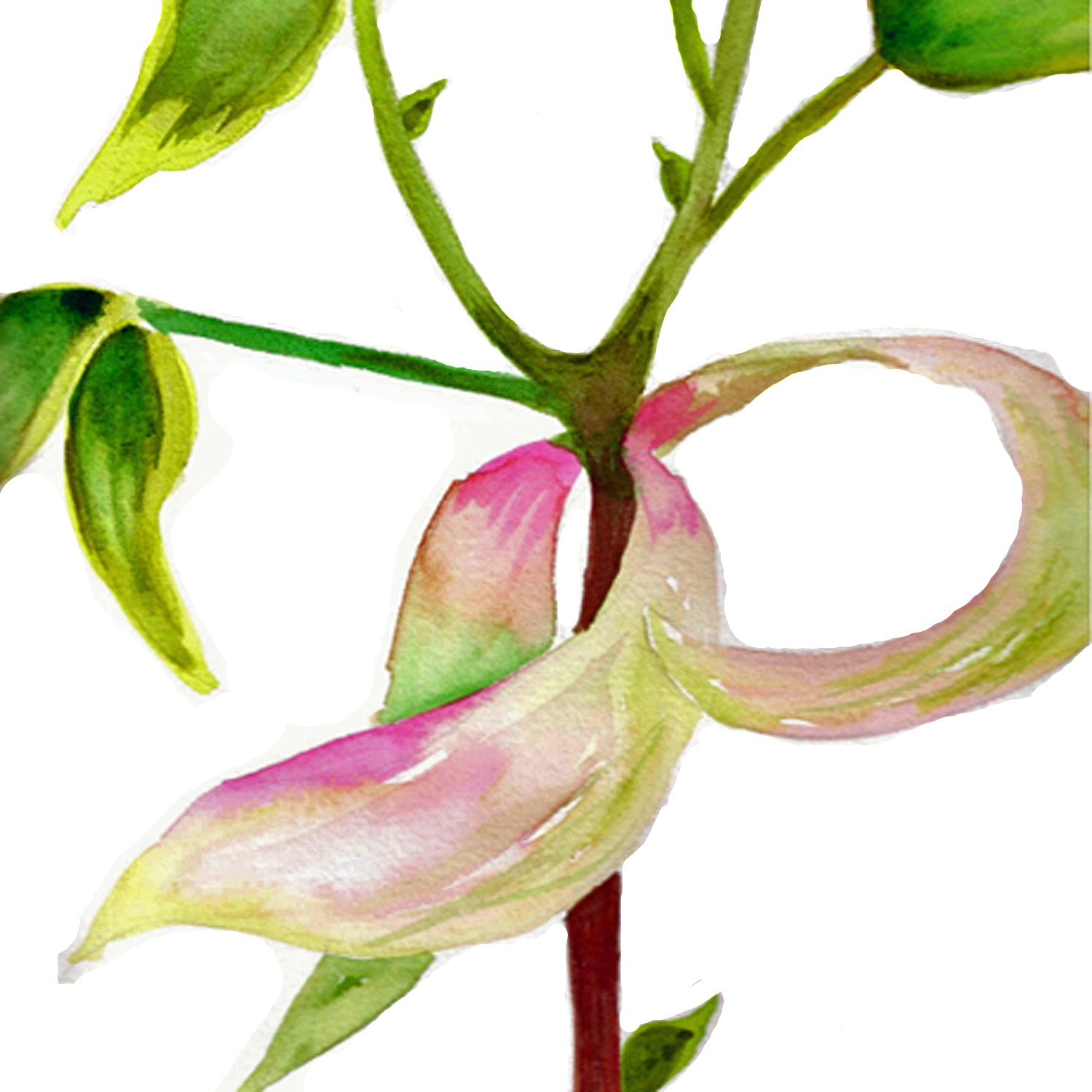 Hickory Buds, 5 x 5