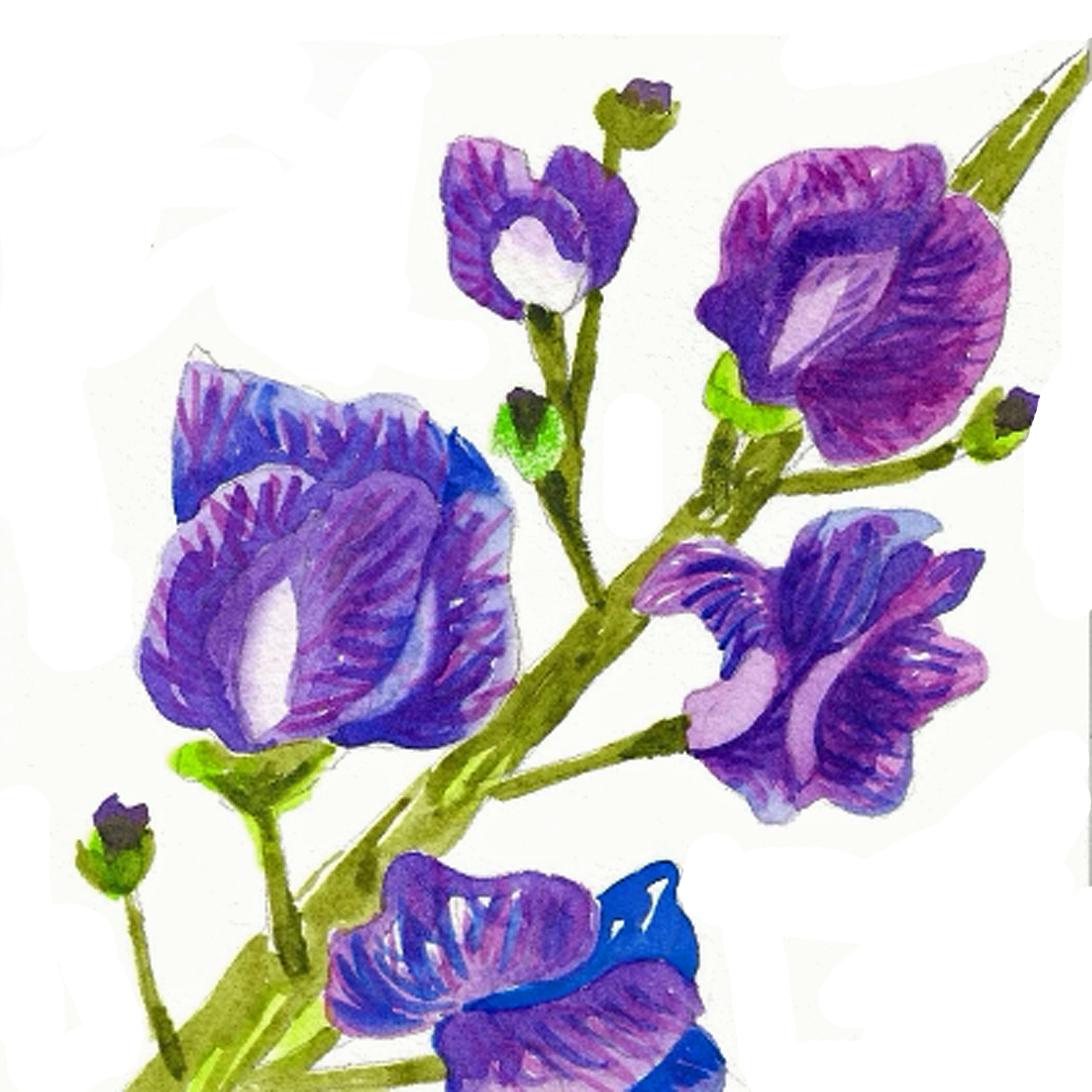 Blue False Indigo, 5" x 5"
