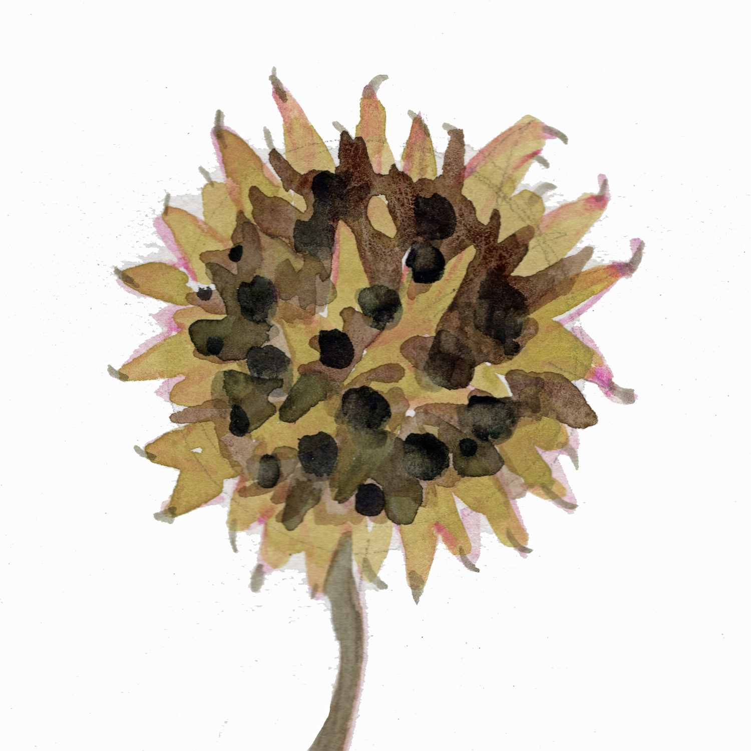 Sweetgum Ball, 5 x 5"