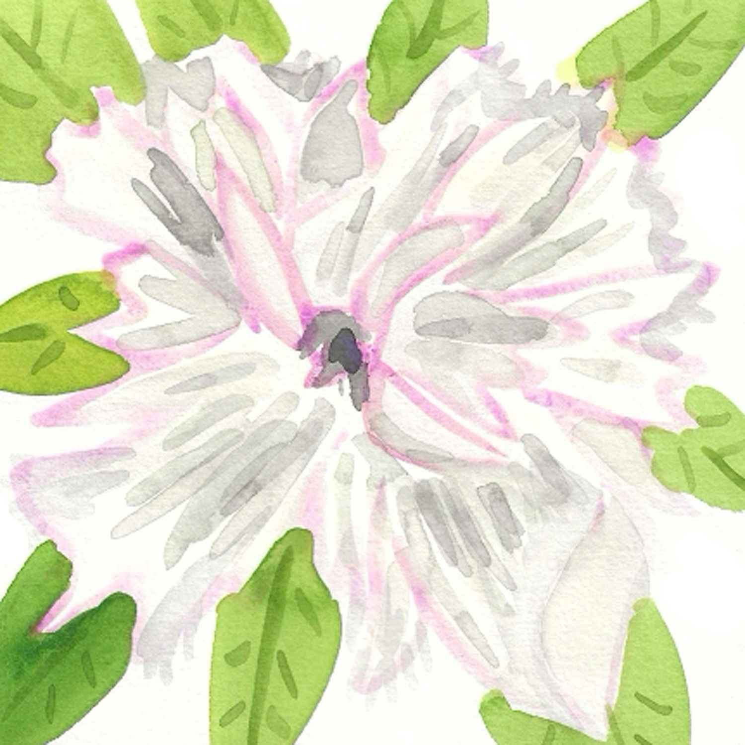 White Peony, 5" x 5"