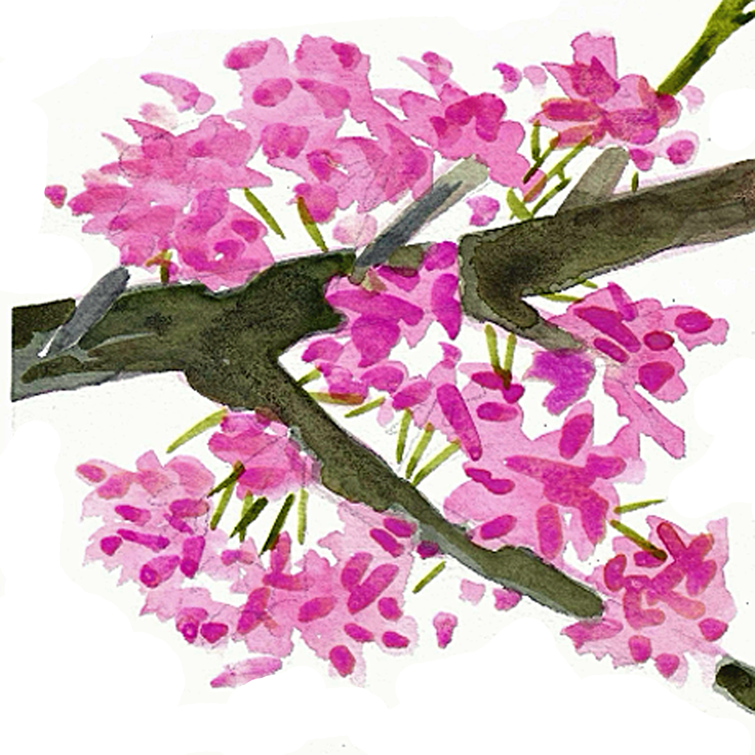 Red Bud Branch