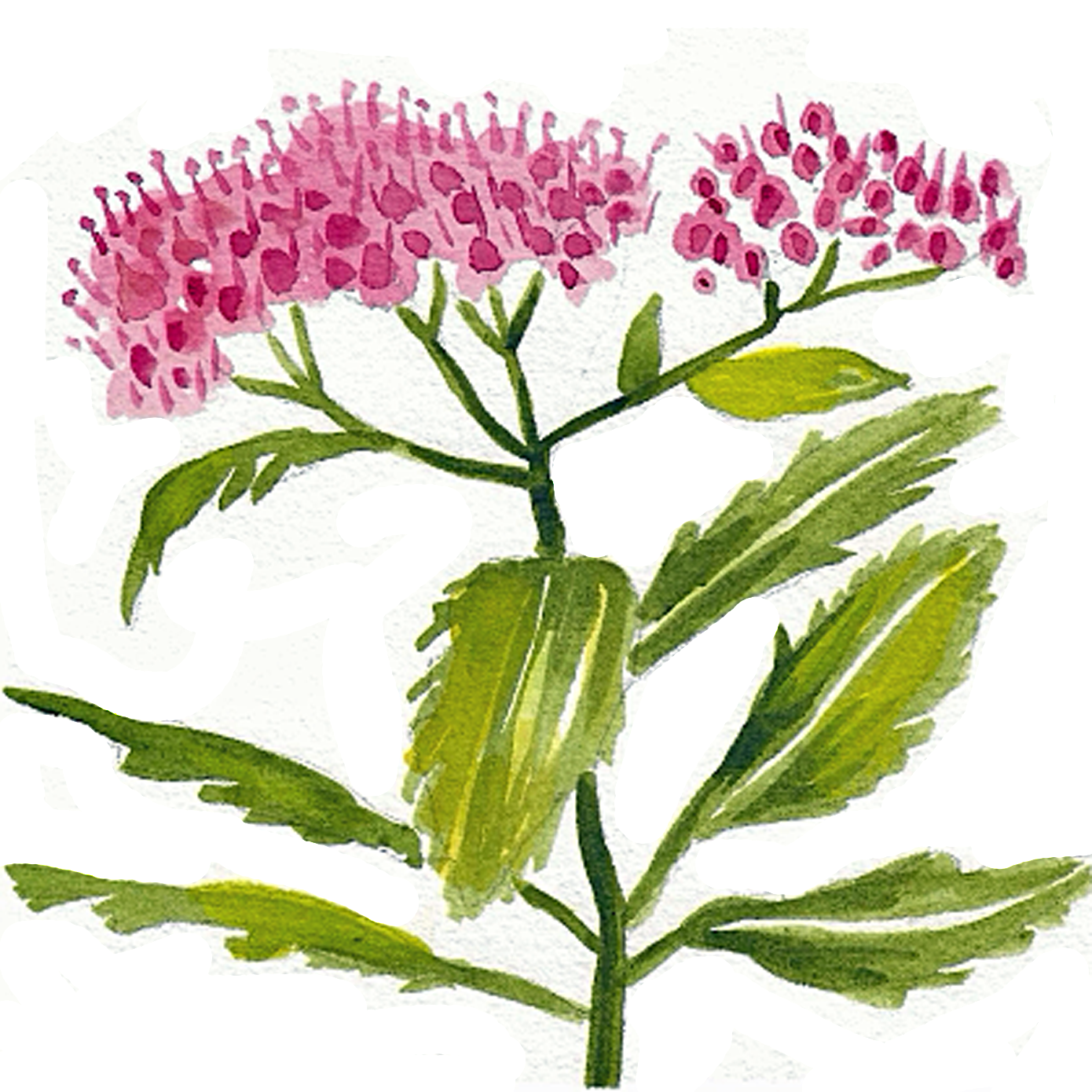 Spirea Japonica, 5" x 5"