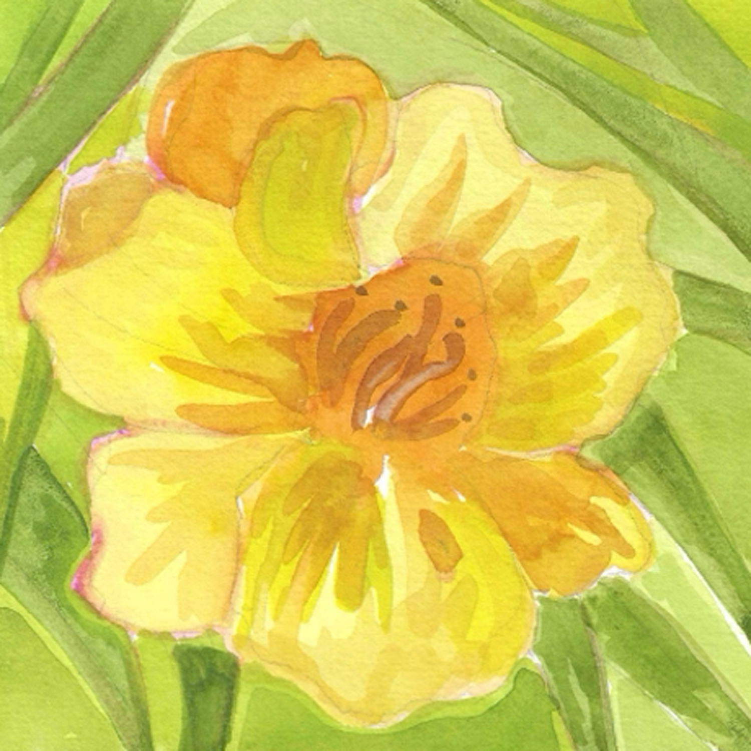 Daylily, 5 x 5"