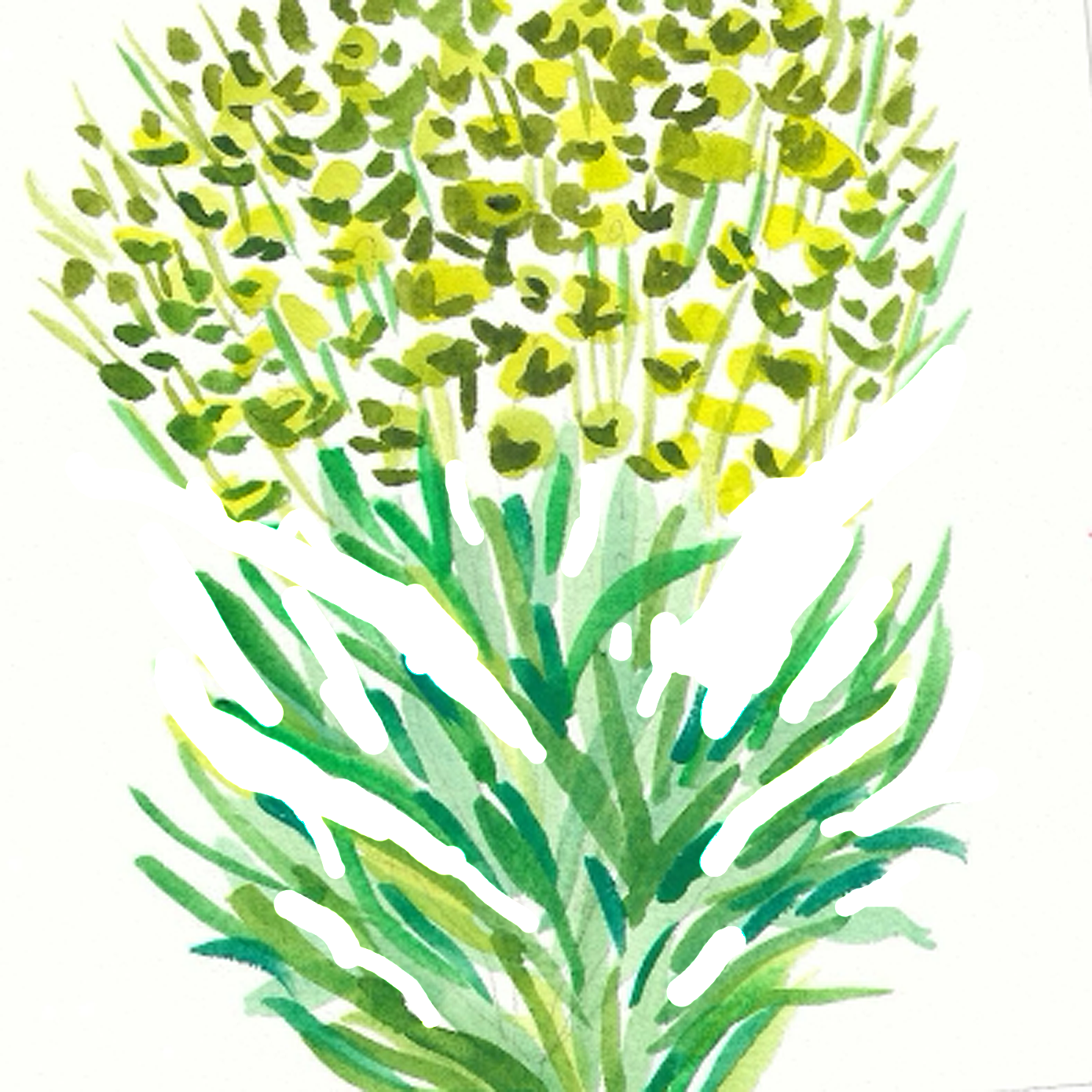 Mediterranean Spurge, 5" x 5"