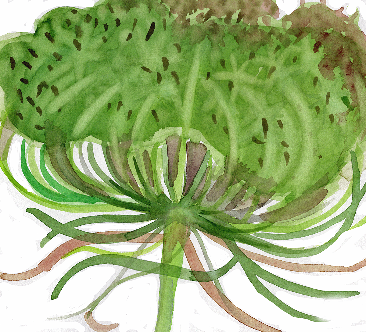 Queen Anne's Lace, 5 x 5"