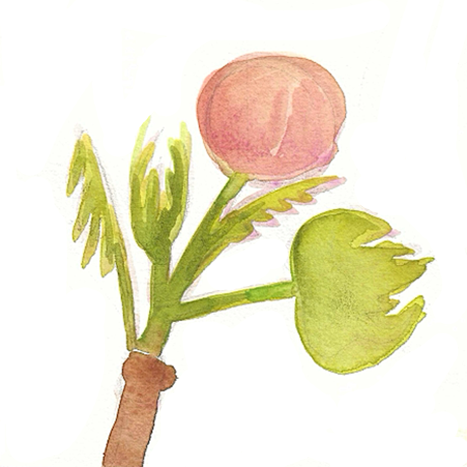 Sycamore Seed No. 1, 5 x 5"