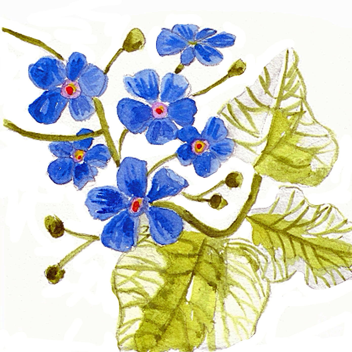 Borage