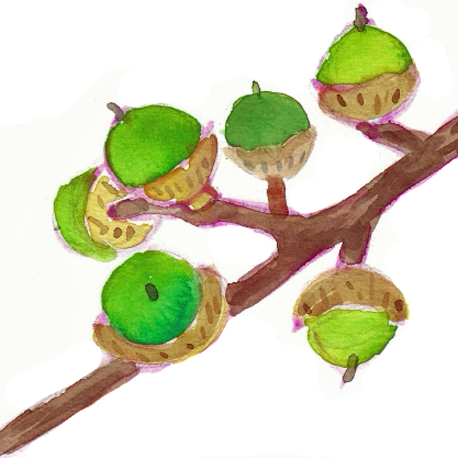 Acorns, 5 x 5"