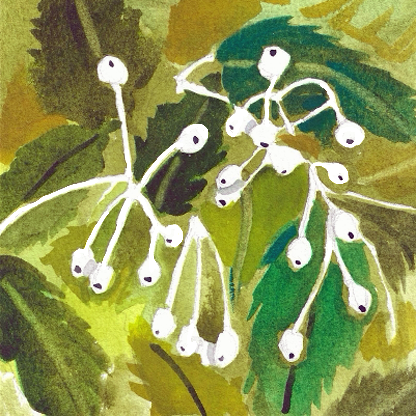Gray Dogwood, 5" x 5"