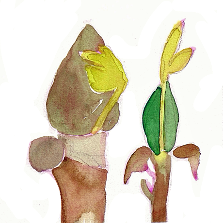 Tulip Poplar Buds, 5 x 5"