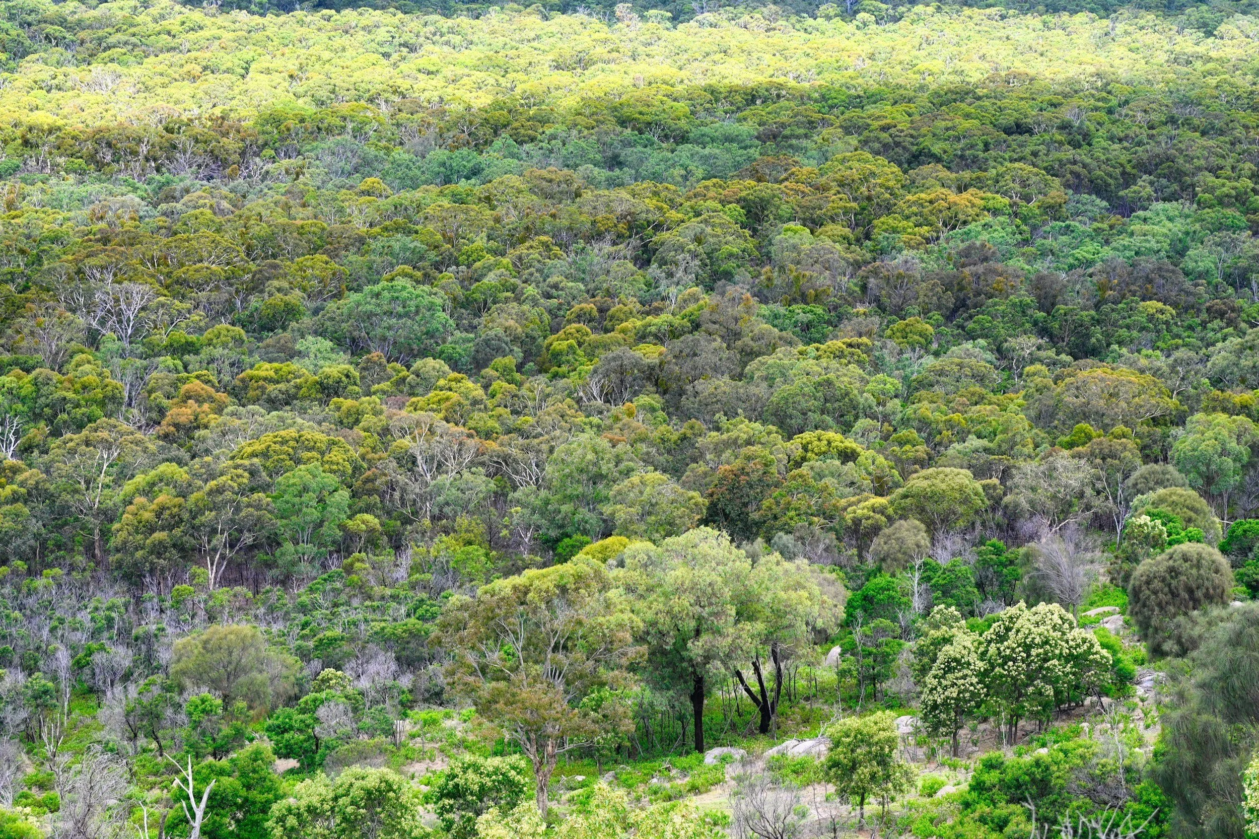 Carbon Abatement: What It Is, Why It Exists, And Why Investors Pay Attention