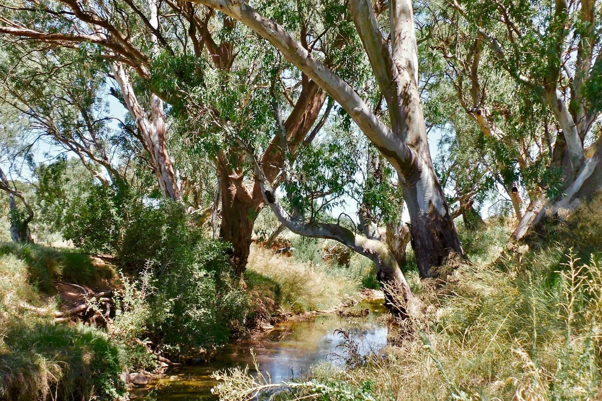 Understanding Biodiversity Markets and the Next Environmental Investment Frontier