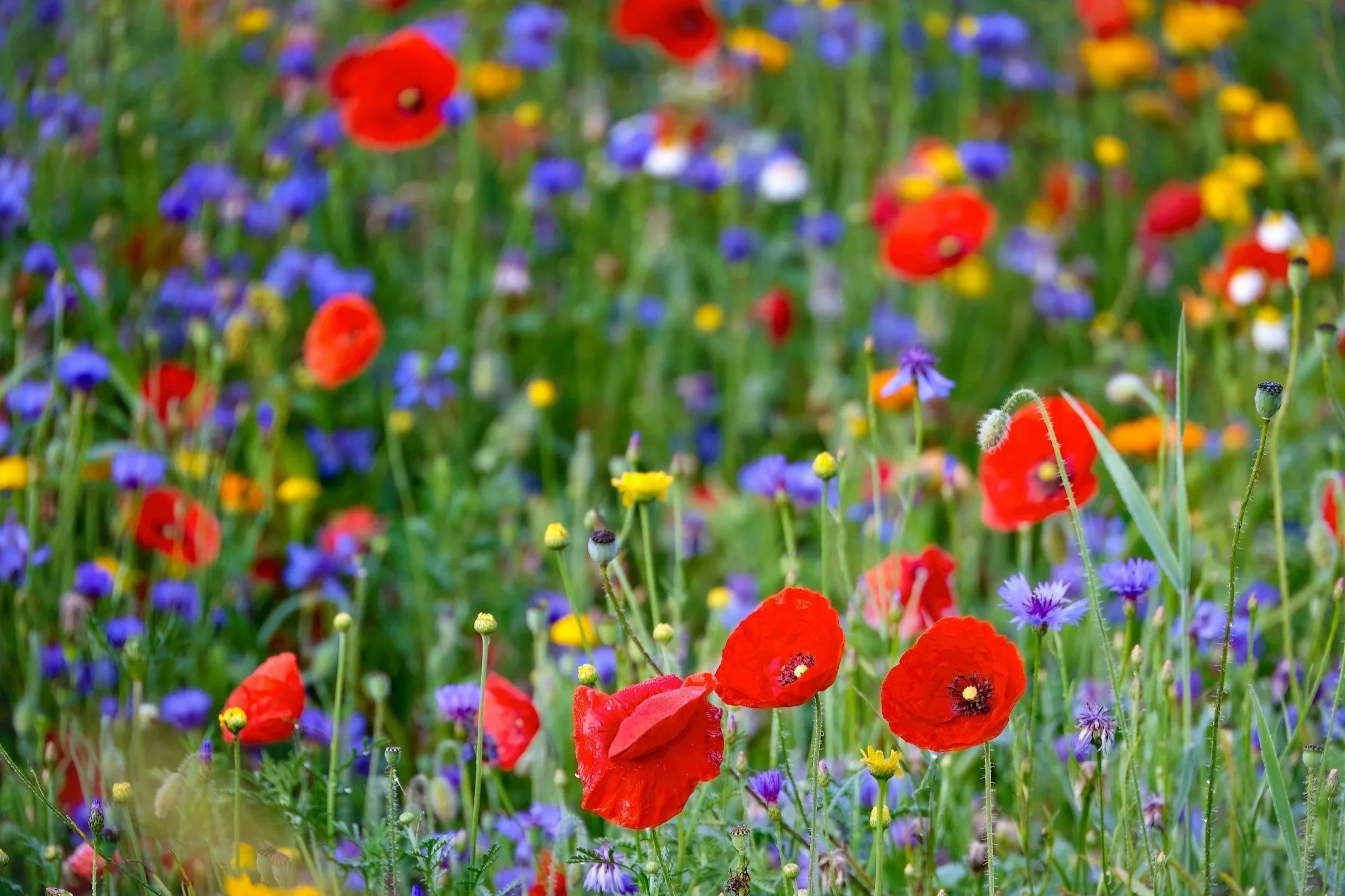 Who Should Invest in Environmental Assets?