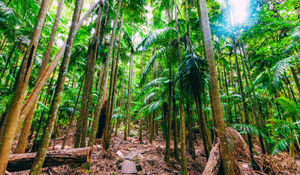 Lush tropical forest with tall palm and green foliage
