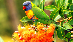 Colorful parakeet perched on a bright orange nest amid green leaves.