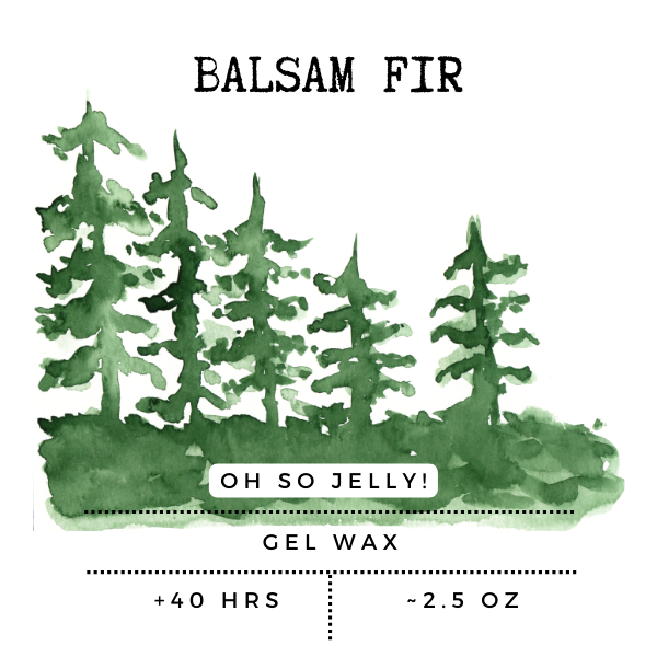 BALSAM FIR.png