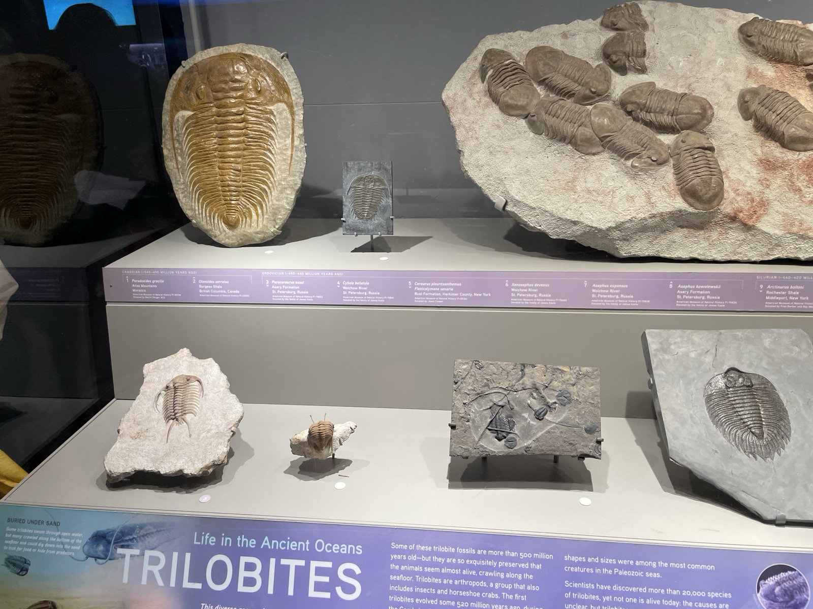 4. Day at the Museum 10.png