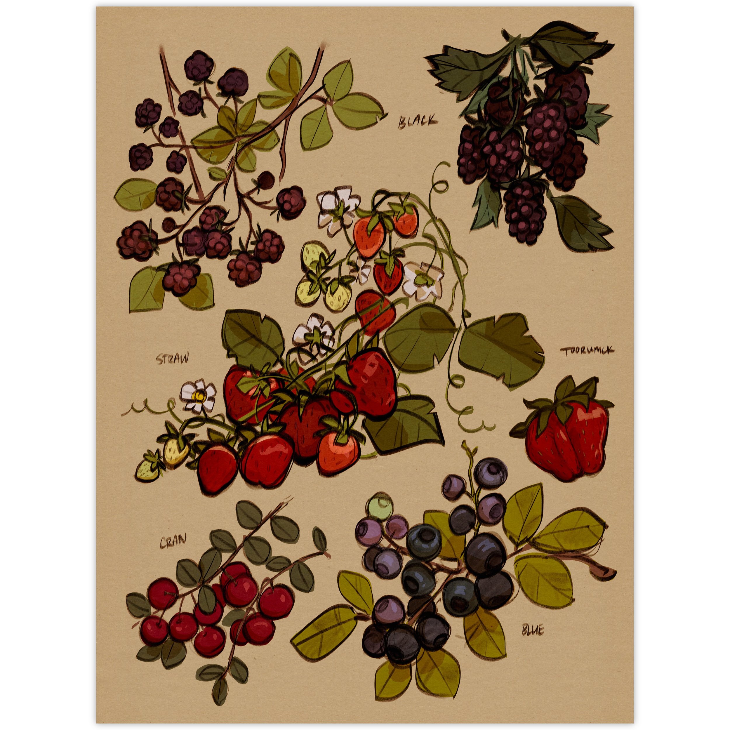Berries - Small Fine Art Print