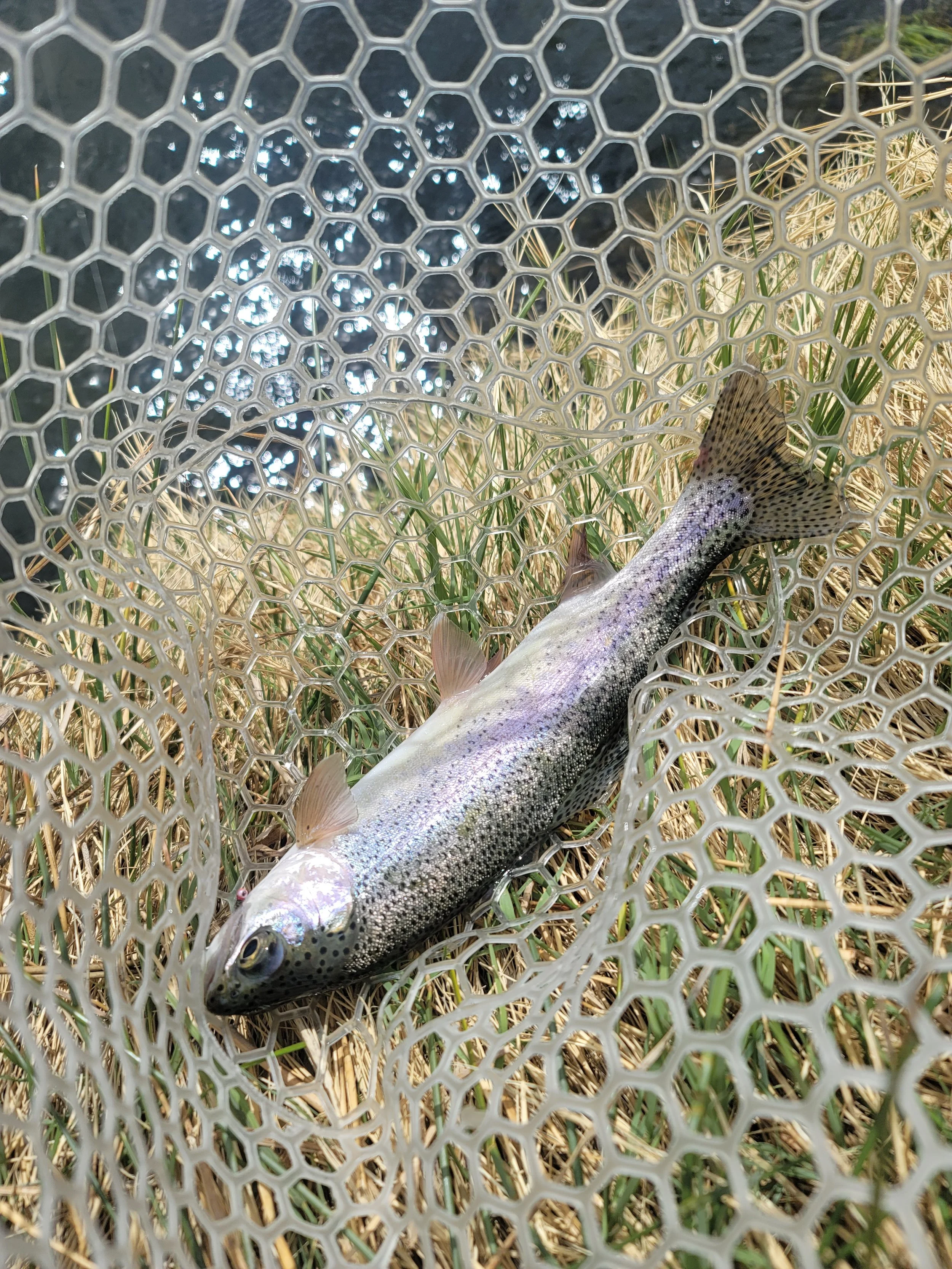 Lower Owens