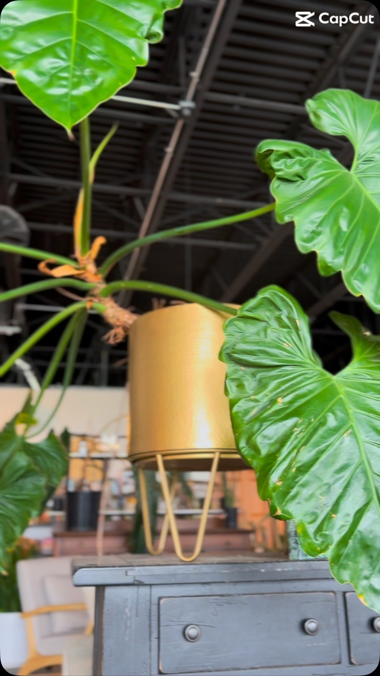 Sippin’ on matcha and plant vibes at The Greenhouse in Sycamore!”
#MatchaMoments #SycamoreSips #TheGreenhouseVibes #StudioMWRAdventures