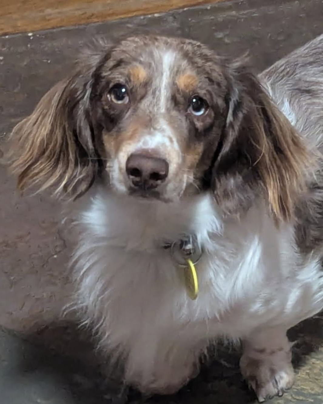 A brown and white miniature dachshund with long ears, standing and facing the camera on tiles, wearing a yellow tag on his collar.