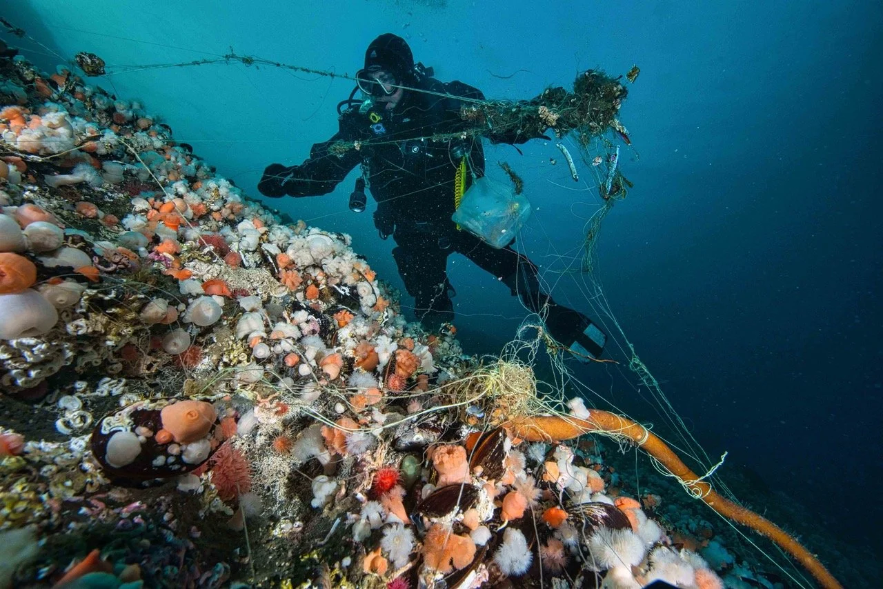 Diver in a dry suit is collecting a mess of fishing lines from a cold water reef