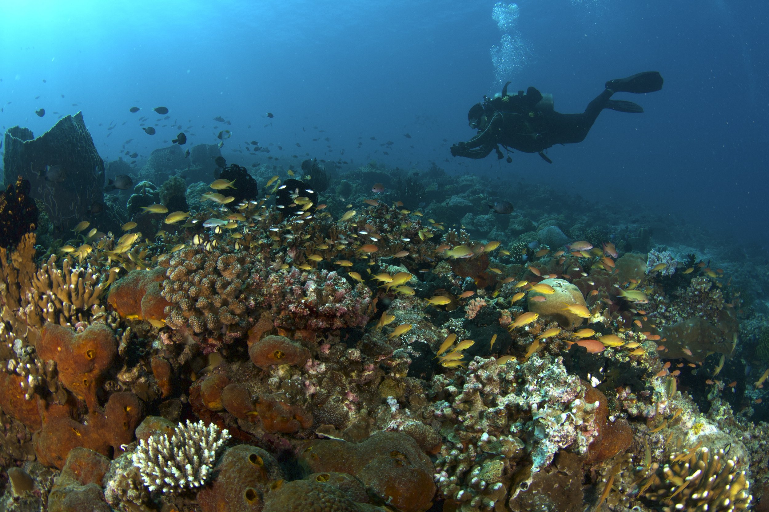 Press Release: Landmark Coron Resolution Anchors Regional Ecotourism Model to Protect $24.7B Blue Economy