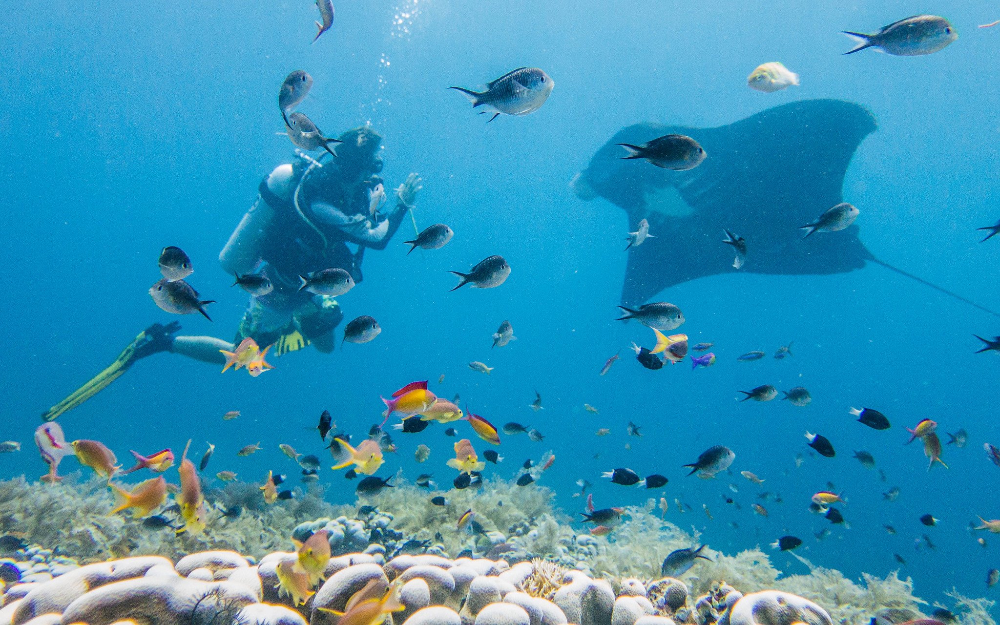 Scuba diver with a manta ray and several colourful tropical fish above a coral reef