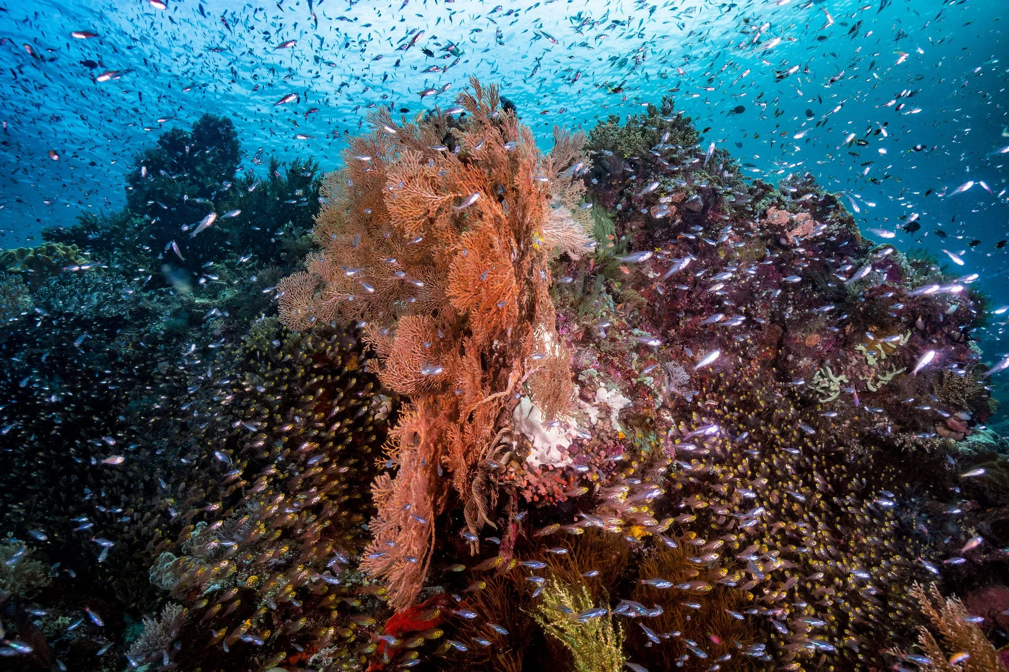 Our Conservation Work — The Reef-World Foundation