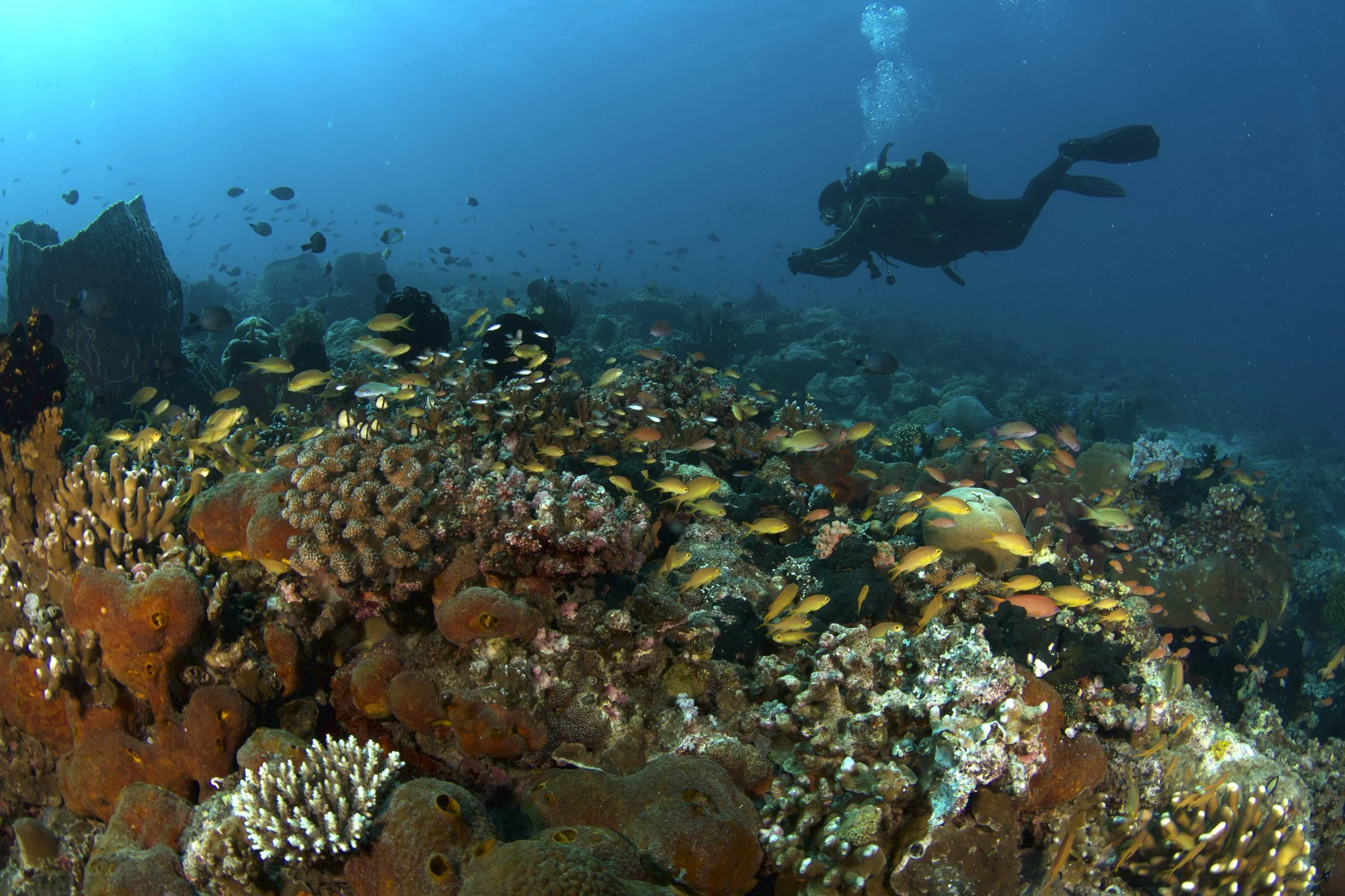 A diver in trim position swimming over a coral reef with lots of yellow fish