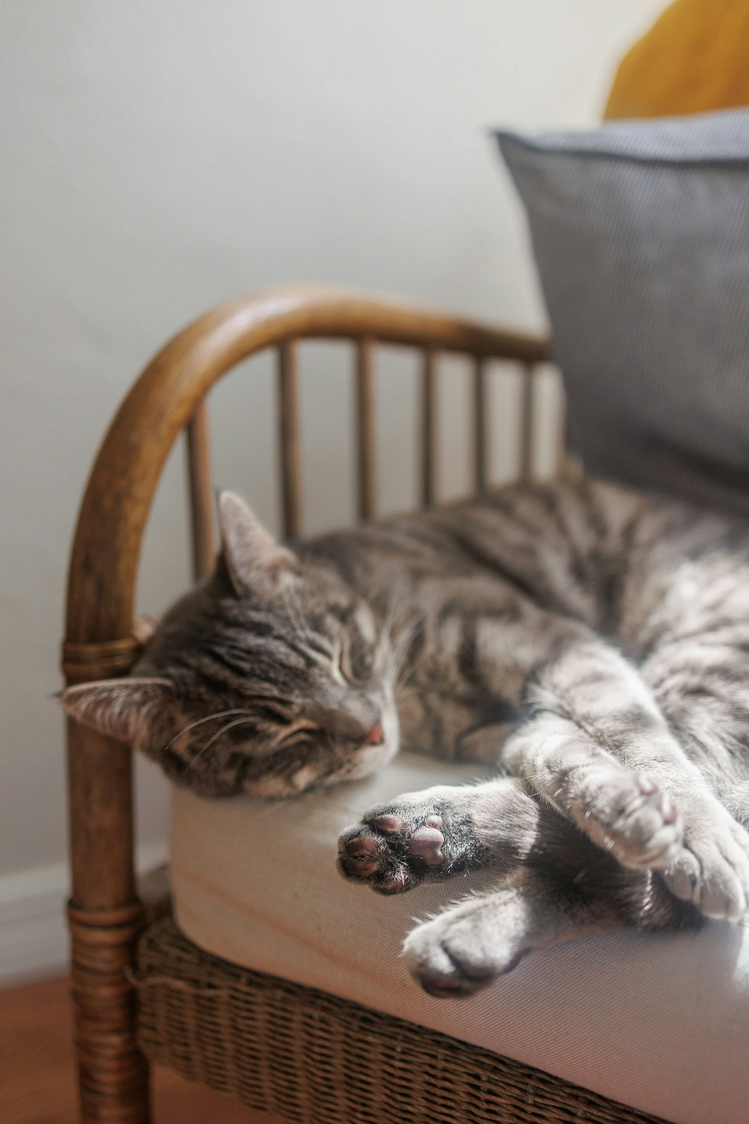 A gray tabby cat sleeps on a cushioned wicker chair with a gray pillow next to a plain white wall.