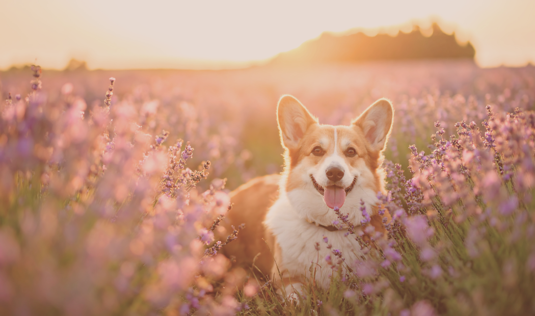A happy Corgi dog lying in a lavender field during sunset