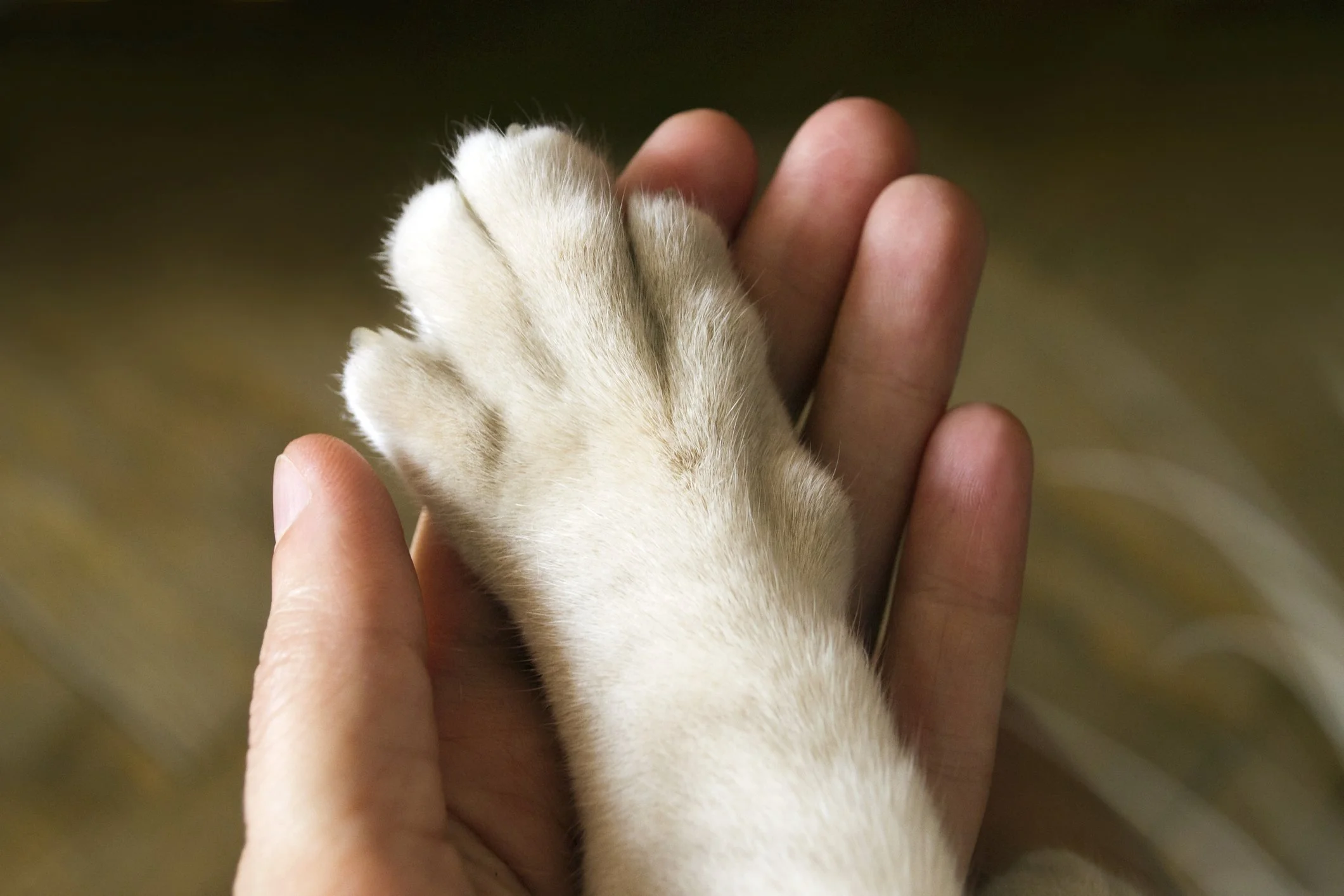 A person gently holding a small animal, possibly a kitten or puppy, with their fingers. The animal's paw is visible, showing soft, light-colored fur.