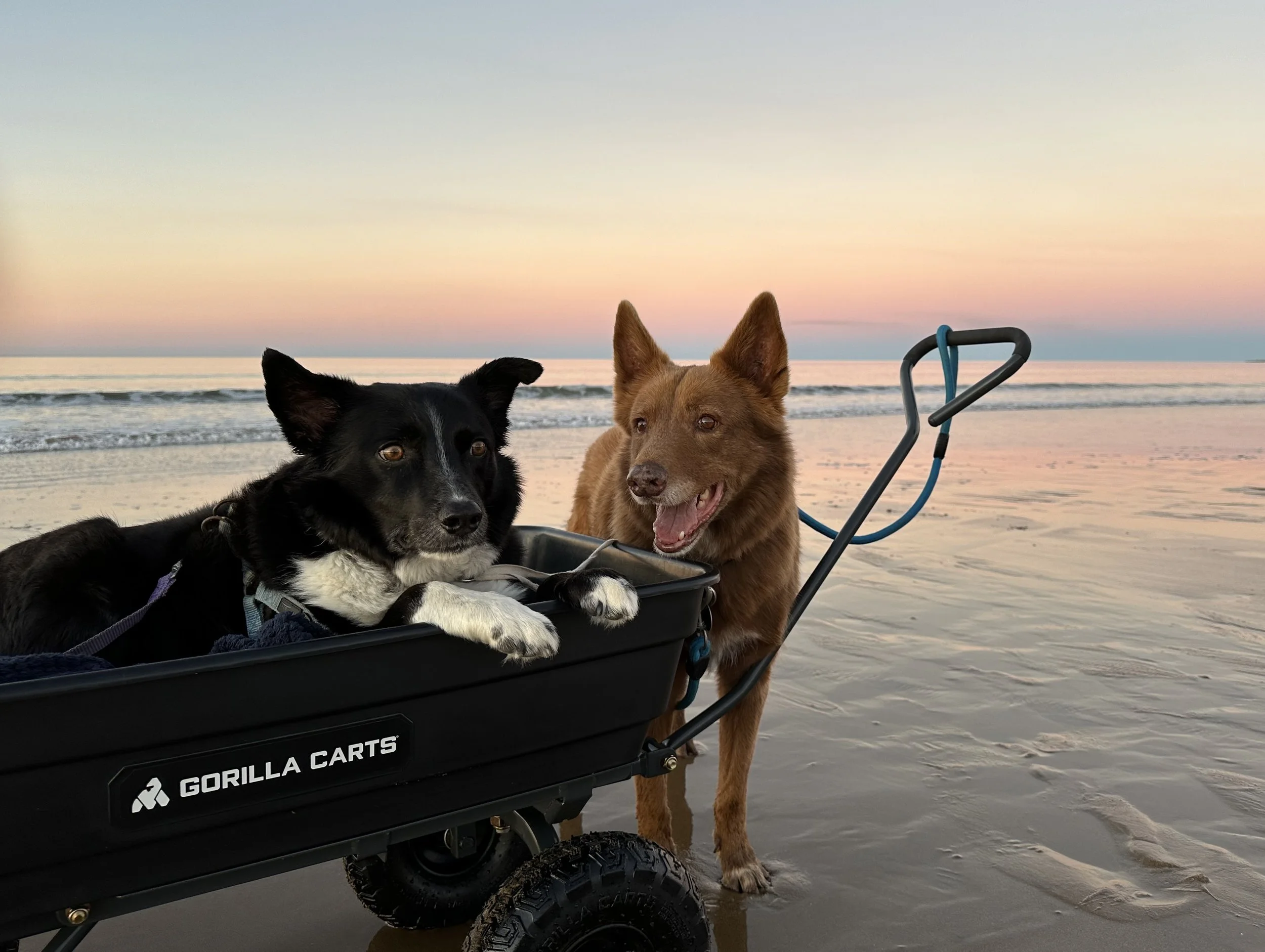 Two dogs, a black and white Border Collie and a brown mixed breed, stand next to a large black wagon labeled "Gorilla Carts" on a sandy beach at sunset, with the ocean and pastel-colored sky in the background.