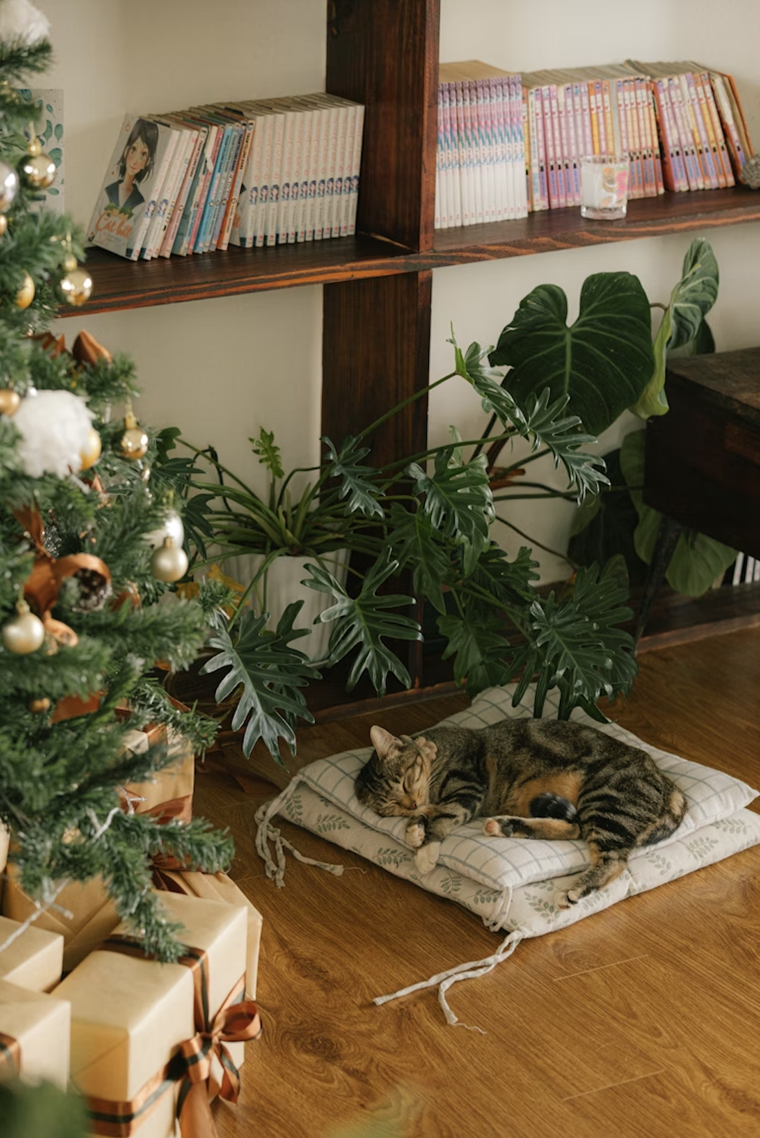 A tabby cat sleeping on a pillow on a wooden floor next to some wrapped presents and a decorated Christmas tree. There are green houseplants on a dark wooden shelf.
